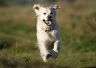 Картинка животные собаки golden retriever голден ретривер настроение