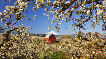 Картинка природа деревья яблони дом пейзаж гора сад весна