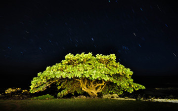 Картинка природа деревья ночь небо звезды дерево