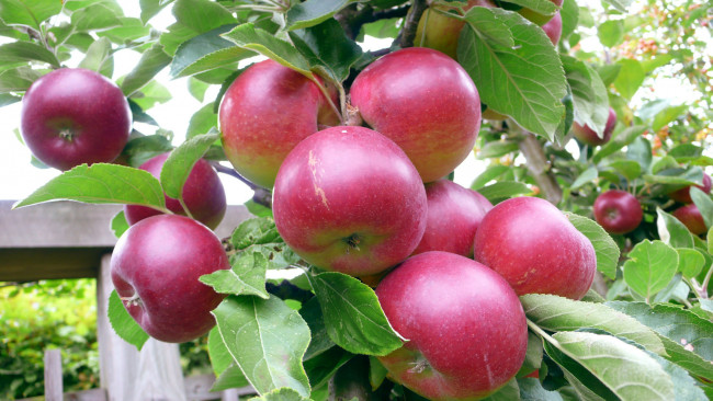 Обои картинки фото природа, плоды, лето, яблоня, урожай, яблоки, сад