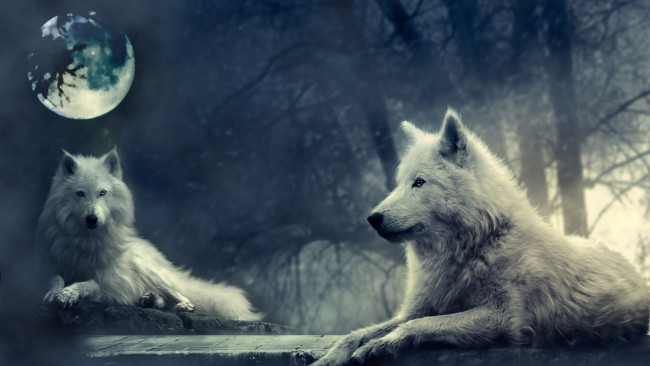 Обои картинки фото животные, волки, луна, ночь
