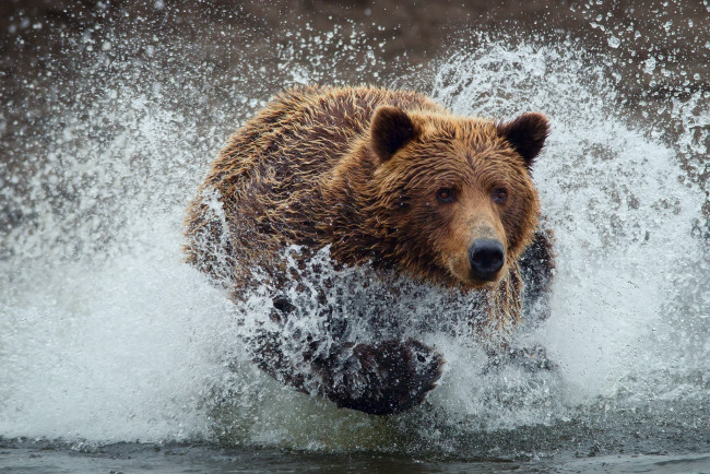 Обои картинки фото животные, медведи, вода, топтыгин