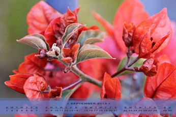 Картинка календари цветы бугенвилея