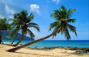 Картинка природа тропики песок пляж пальмы лето побережье