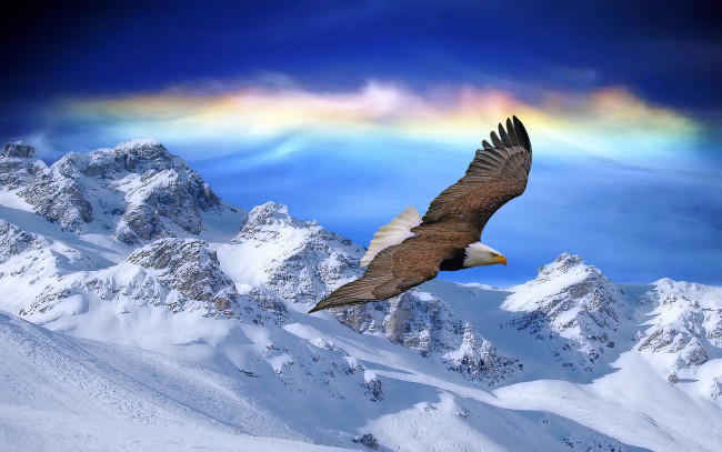 Обои картинки фото 3д, графика, animals, животные, горы, орел, небо, зарево, снега