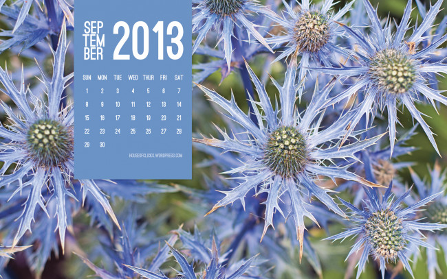 Обои картинки фото календари, цветы, колючки