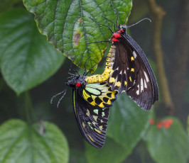 Картинка животные бабочки пара лист