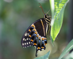 Картинка животные бабочки бабочка крылья