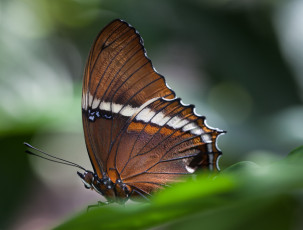Картинка животные бабочки бабочка фон макро