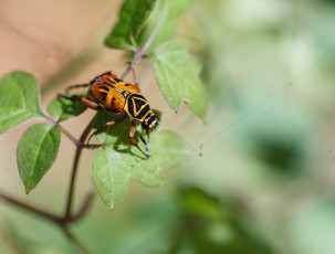 Картинка животные насекомые фон листья насекомое жук макро
