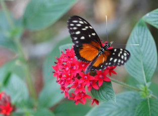 Картинка животные бабочки яркая крылья бабочка