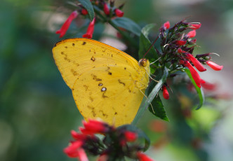Картинка животные бабочки фон макро жёлтая бабочка цветы