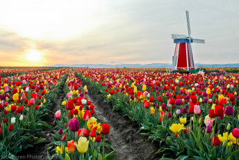Картинка разное мельницы поле цветы тюльпаны мельница