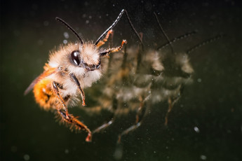 Картинка животные пчелы +осы +шмели пчела отражения стекло