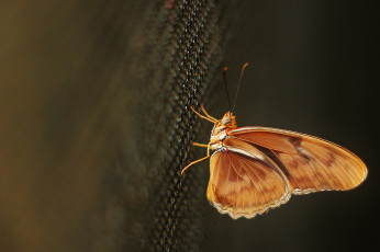 Картинка животные бабочки бежевая бабочка макро