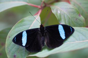 Картинка животные бабочки крылья чёрная бабочка