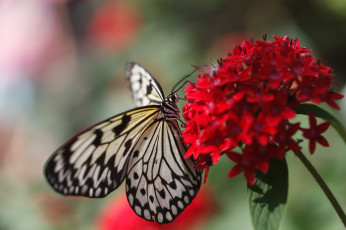 Картинка животные бабочки опыление цветы бабочка