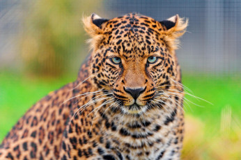 Картинка животные леопарды леопард решетка усы взгляд