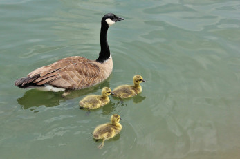 Картинка животные гуси плывут вода дети мама трое гусята