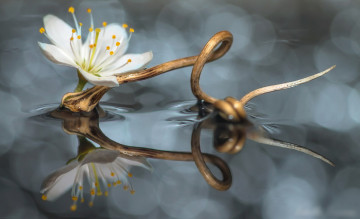 Картинка цветы цветущие+деревья+ +кустарники отражение капля цветок веточка