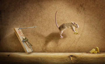 Картинка животные крысы +мыши полёт мишь мышеловка сыр