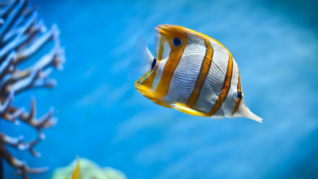 Обои картинки фото животные, рыбы, полосатая, рыба, кораллы, вода