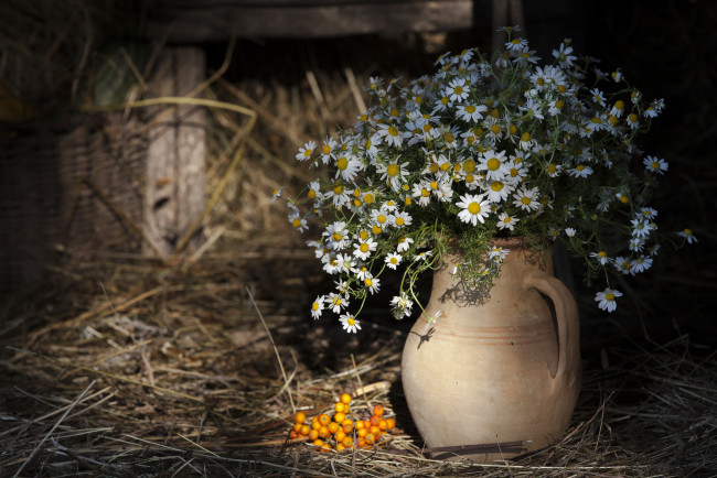 Обои картинки фото цветы, ромашки, сено, ваза