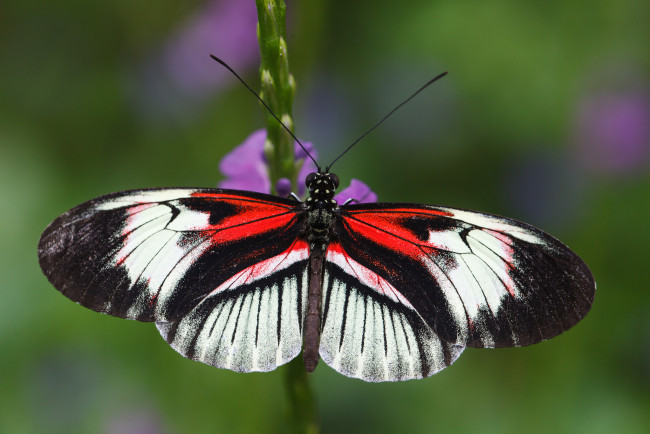 Обои картинки фото животные, бабочки, яркая, крылья, бабочка
