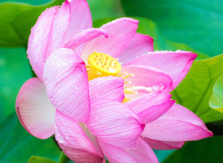 Картинка цветы лотосы лепестки лотос цветок розовый макро роса