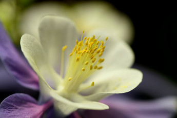 Картинка цветы аквилегия+ водосбор цветок макро