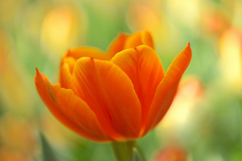 Картинка цветы тюльпаны оранжевый лепестки