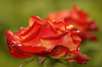 Картинка цветы розы макро лепестки бутон роза