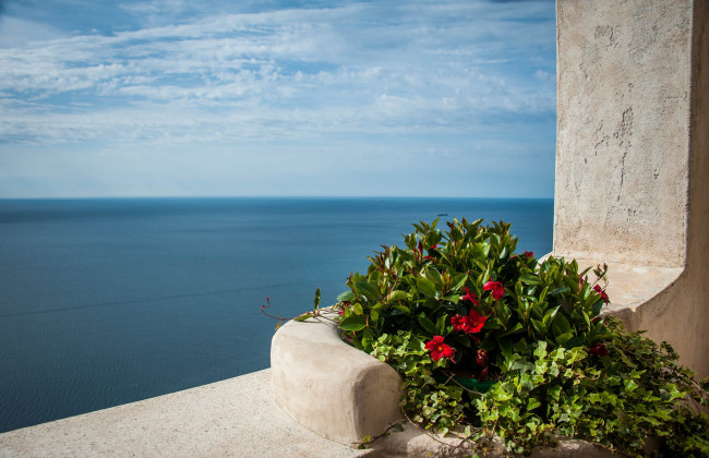 Обои картинки фото цветы, море, средиземное, mediterranean, sea