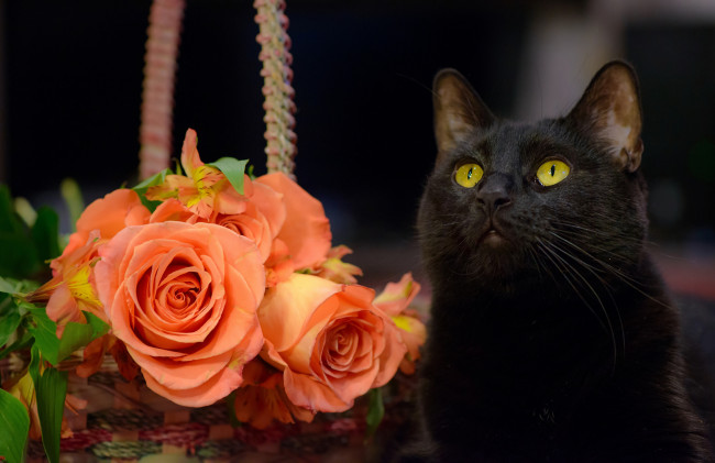 Обои картинки фото животные, коты, розы, цветы, кошка, чёрный, кот