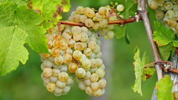 Картинка природа Ягоды +виноград лоза