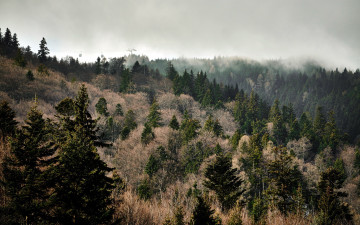 Картинка природа лес туман ели