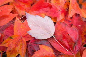 Картинка природа листья листва макро лист осень
