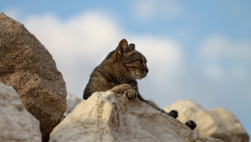 Картинка животные коты камни
