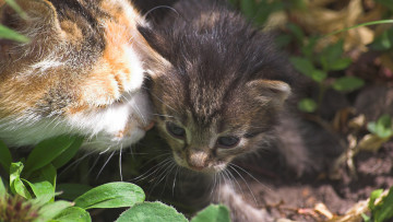 Картинка животные коты морда котенок растения
