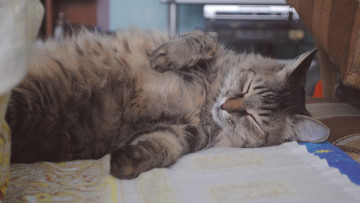 Картинка животные коты постель отдых