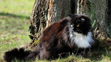 Картинка животные коты растения трава дерево
