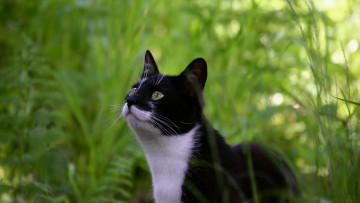 Картинка животные коты растения взгляд