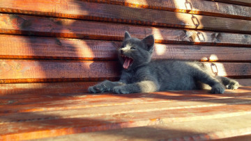 Картинка животные коты скамейка серый цвет котенок