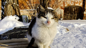 Картинка животные коты снег морда
