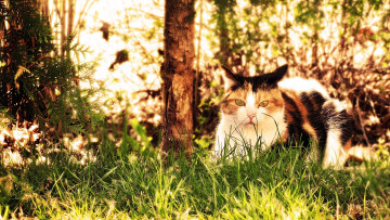 Картинка животные коты взгляд растения деревья