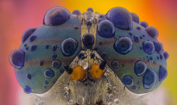 Картинка животные стрекозы макро глаза стрекоза капли