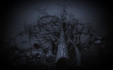 Картинка природа деревья дерево ночь