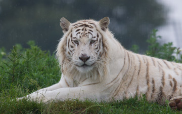 Картинка животные тигры растения взгляд