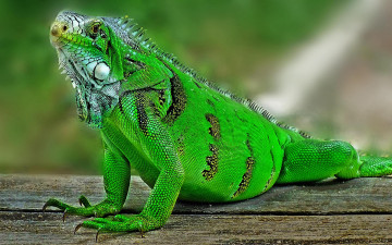 Картинка животные Ящерицы +игуаны +вараны крупная растительноядная ящерица игуана iguana