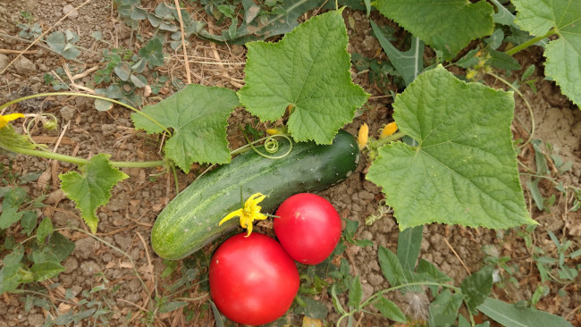 Обои картинки фото природа, плоды, помидоры, огурец, томаты